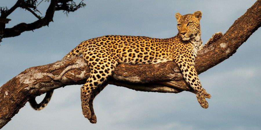 Il sinuoso e sfuggente Leopardo