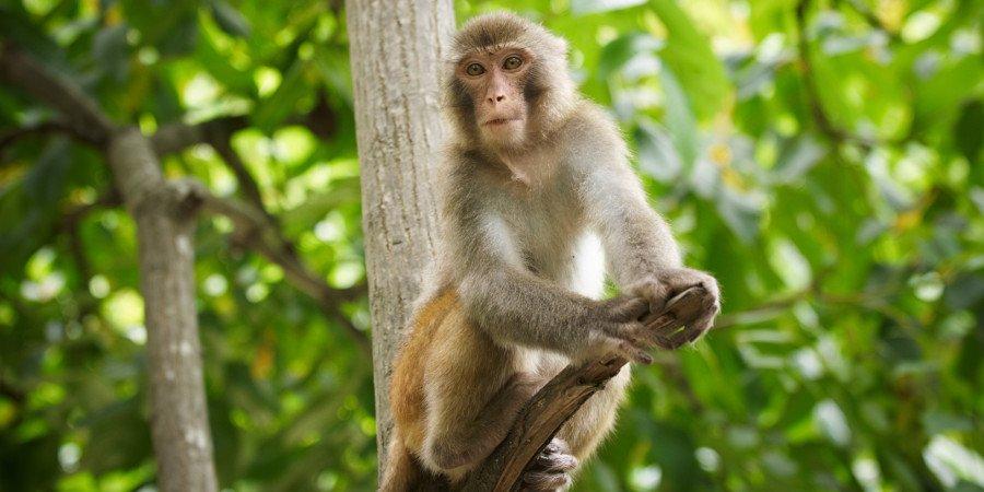 Scimmietta nella foresta della Costa Orientale